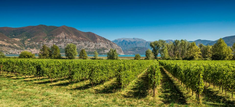 From Milan: Full Day in Franciacorta. 2 Wineries & Lunch - Franciacorta without the planning headache