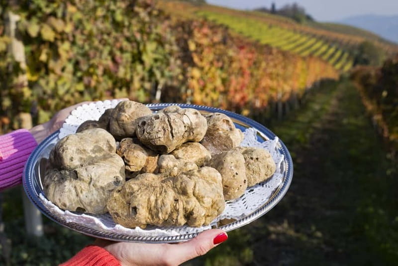 From Milan: Langhe Wine Region Day Trip with Barolo Tasting - Who should book this Langhe day trip