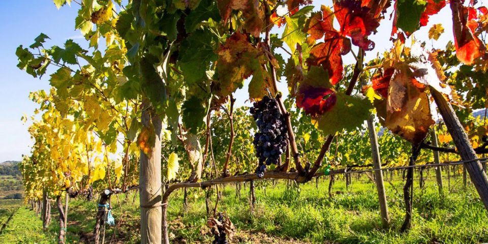 Full-Day Barbaresco Wine Tour with Truffle Hunting and Lunch - FAQ