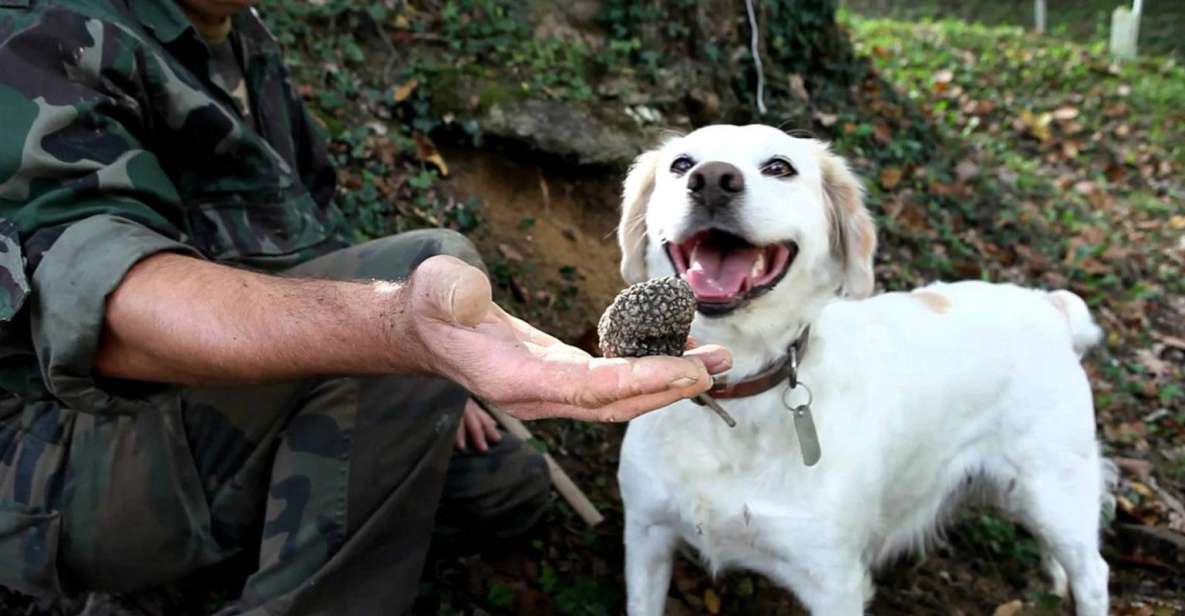 Full-Day Barbaresco Wine Tour with Truffle Hunting and Lunch - Barbaresco Winery Tour: Nebbiolo, DOCG, and the Marquis Past