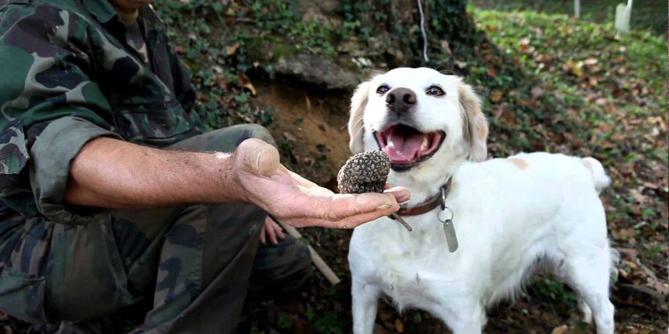 Full-Day Barbaresco Wine Tour with Truffle Hunting and Lunch - Price and Value: Is $968.88 per Person Worth It?
