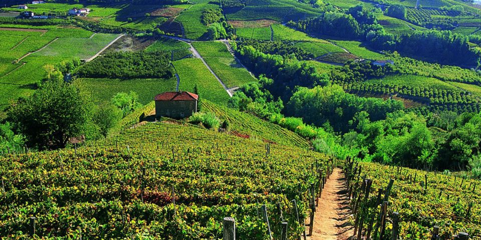 Full-Day Barbaresco Wine Tour with Truffle Hunting and Lunch - Who This Tour Fits Best (and Who Might Prefer Something Else)