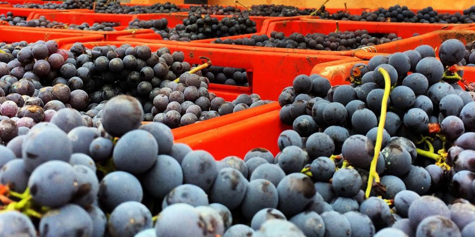 Full-Day Barbaresco Wine Tour with Truffle Hunting and Lunch - Should You Book This Truffle-and-Barbaresco Tour?