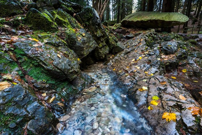 Lake Como trekking private guided tour, from Milan - Monte San Primo: forest hiking to a lake-and-alps panorama