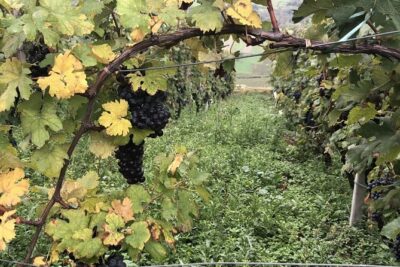 Lake Como & UNESCO Dry-stone Walls Vineyards - Varenna on Lake Como: charming town time that doesn’t feel rushed