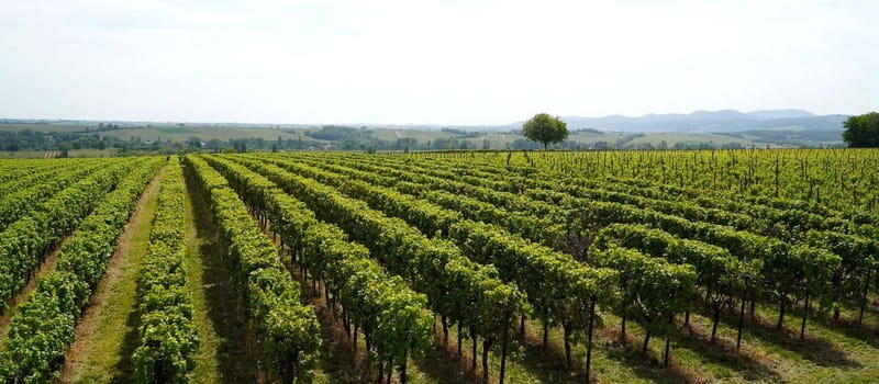 Milan: Brescia & Franciacorta with Wine Tasting Small Group - Getting back to Milan: comfort, coach time, and what to expect at the end