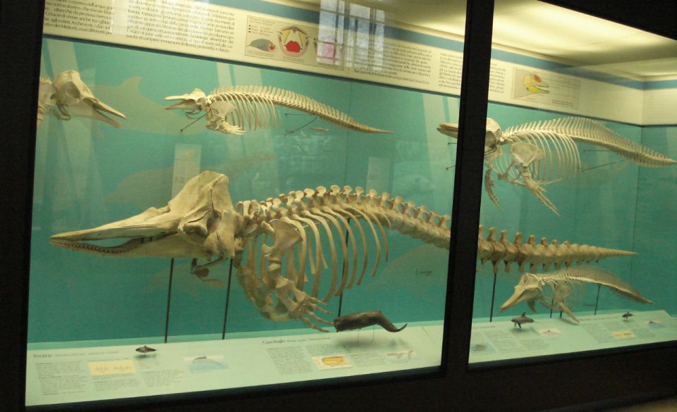 Milan: Natural History Museum Entry Ticket & Audio Guide - Key takeaways before you go