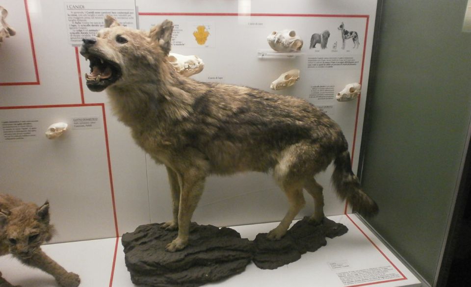 Milan: Natural History Museum Entry Ticket & Audio Guide - Price and value: is $12 a good deal for a self-guided audio tour?