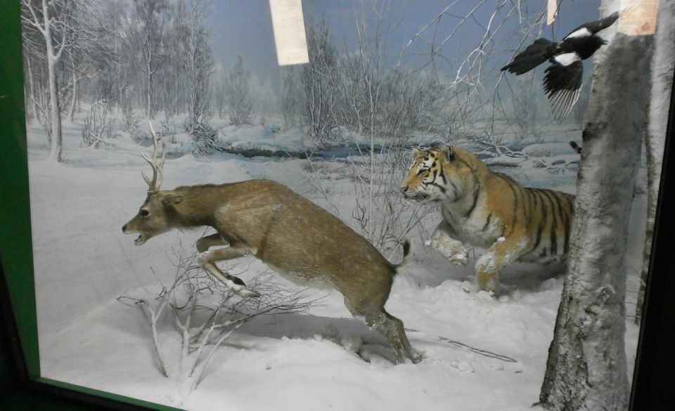 Milan: Natural History Museum Entry Ticket & Audio Guide - Paleontology audio points: fossils with an actual storyline