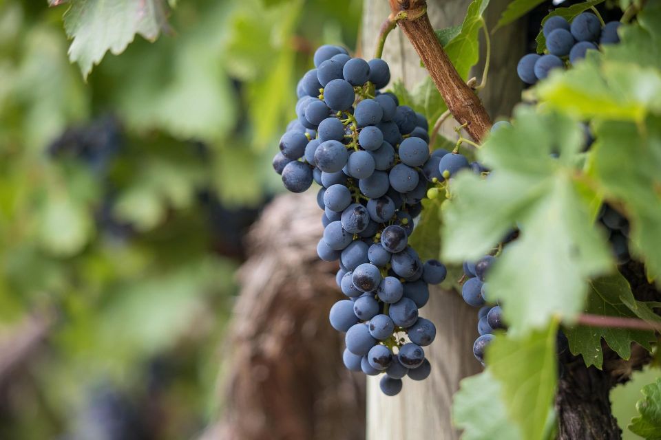 Milan: Wine Tasting with an Italian Sommelier - Who this Milan wine tasting suits best