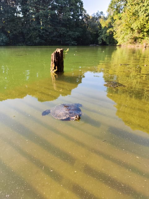 Trekking in the Wood with picnic on the turtles lake - Milan’s Boscoincitta: a calm break you can fit into any day