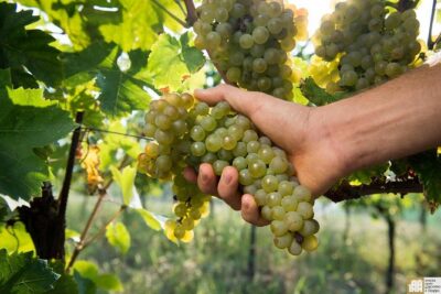 Wine Class and Tasting in Milan - Semi Private tour - Four Italian wines: how the tastings teach you to taste on purpose