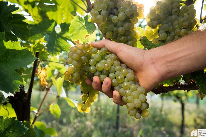 Wine Class and Tasting in Milan - Semi Private tour - Four Italian wines: how the tastings teach you to taste on purpose